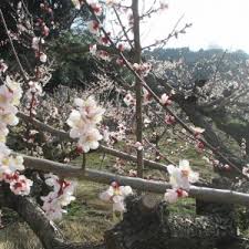野花豊後（のきょうぶんご）-鳥取県湯梨浜町- | 伯美179ロマンの ...
