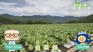 長野県木祖村で 「御嶽はくさい」をつくる農家さんを取材 JA木曽 ...