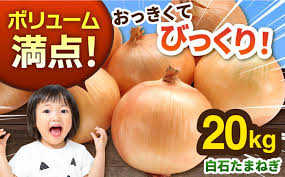 先行予約】白石産 玉ねぎ 約20kg / たまねぎ 玉葱 タマネギ ...