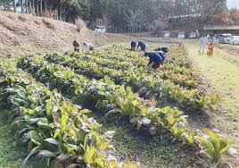 源助かぶ菜 生産拡大へ圃場を貸し出し 村民には種の無償配布も ...