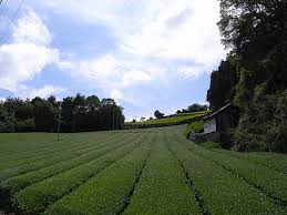 大和茶の茶畑と展示施設、そしてめえめえ牧場＠山添村 (by 奈良 ...
