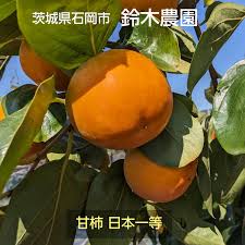 柿 甘柿 【鈴木農園】 八郷の柿 富有柿等 品種色々 3.5kg L 16個 ...