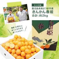 2025年2月初旬発送開始】鹿児島県産ブランドきんかん「春姫」 約 ...