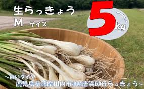 AS-919 【先行予約】唐浜砂丘らっきょう（生） Mサイズ 5kg 唐浜 ...