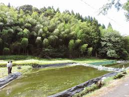 田んぼで魚が育つ!?鳥取・八頭町のホンモロコ養殖 – 新しい働き ...