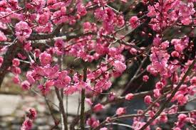 梅の公園 東京都青梅市 | にしたまねっと