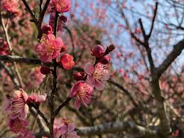 城陽市】青谷の梅がそろそろ見頃？青谷梅林を散策してきました ...