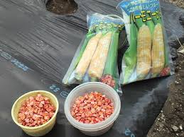 長野県平谷高原 とうもろこしの植え付け | やまのぶの ...