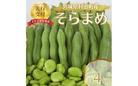先行受付2024年＞そらまめ 約4kg Lサイズ 宮城県村田町産 ...