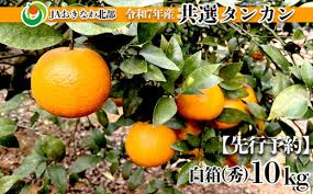 2025年 先行予約】名護市産タンカン10キロ（秀品・白箱）【令和7 ...