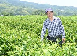 栄西茶“復活”へ香りブランド 多良さん（吉野ヶ里町）新 ...