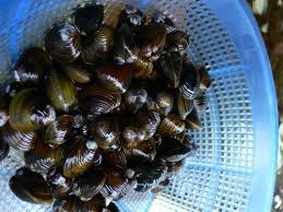 湖国の春をよぶ食べ物「氷魚（ひうお）」 「瀬田しじみ」 （滋賀 ...