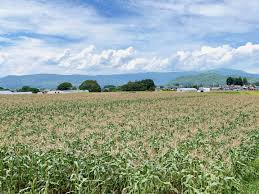 八ヶ岳生とうもろこし 長野県諏訪郡原村 - サン・フレッシュ ...