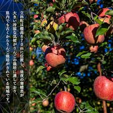 楽天市場】【ふるさと納税】サンふじ・ぐんま名月ミックス（約 ...