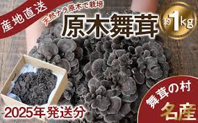 2025年発送分先行予約】丹波山村産 原木舞茸 約1kg 2025年9月 ...