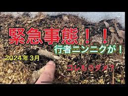 緊急事態］春の行者ニンニクこれって絶滅！？何とかなるの？長野 ...