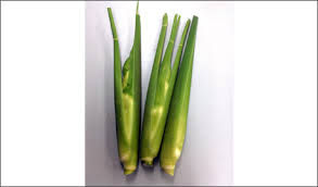 わがふるさとの自慢の野菜