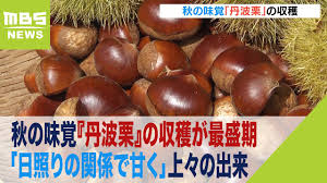 日照りの関係で甘く」秋の味覚『丹波栗』の収穫が最盛期 京都 ...