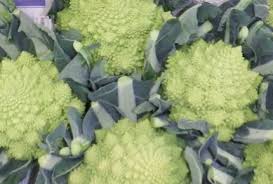 安中市そだちの新しい野菜たち - 群馬県ホームページ(西部農業 ...