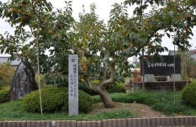 富有柿発祥の地、瑞穂市/瑞穂市