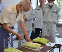 江戸幕府へ献上の歴史を誇る「服部越瓜（しろうり）」が最盛期 ...