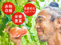 赤熟出荷向き大玉トマト》足利のトマト農家が一丸となり作った ...