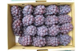 多度津町白方特産 デラウェアぶどう 約2kg【令和7年7月上旬より ...