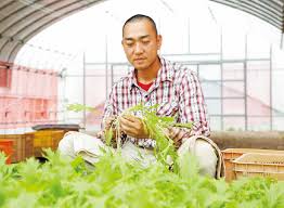 伝統の京みず菜栽培で地域を守る｜お知らせ｜【公式】JA京都 ...