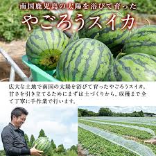 楽天市場】【ふるさと納税】＜選べる内容量！＞＜2024年7月中旬 ...