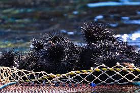 北海道はウニの名産地！ウニの種類やおすすめ料理も紹介｜PREZO ...
