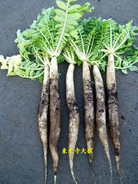 日野市の伝統野菜・東光寺大根の花が咲いた。: 江戸東京野菜通信 ...