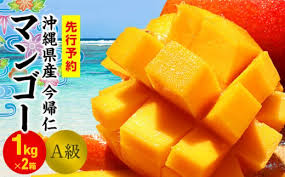 今帰仁マンゴーA級1kg×2箱【先行予約】【2025年6月中旬～7月頃 ...