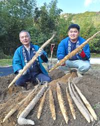 自然薯、粘り十分 さぬきで初掘り「最高の出来」 | ニュース ...
