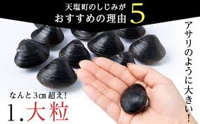 復活！天塩町名産冷凍しじみ「特大貝桐箱入り」1kg＜北るもい ...