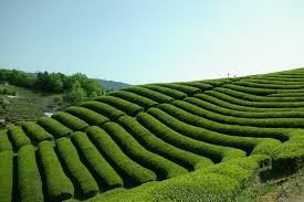 宇治田原の茶園｜観光スポット｜お茶の京都｜京都府南部（山城 ...