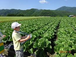 一面の白菜畑にびっくり！～3年白菜農家見学 | 木祖村立木祖小学校