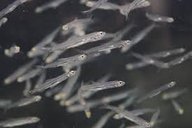 しがライターReport】氷魚をご存じですか？琵琶湖博物館で氷魚 ...