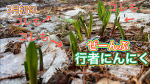 3月初旬］行者にんにく畑に行ったらヤバいことになってた！長野 ...