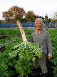 世田谷の伝統野菜「大蔵ダイコン」の母本選定に植松敬先生も出席 ...