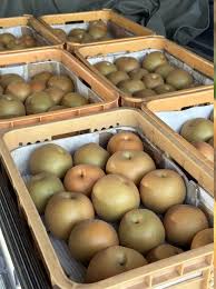 茨城県筑西市産 完熟 豊水梨 10Kg 9月上旬お届け予定商品 農家 ...