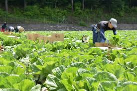 御嶽はくさい収穫始まる | JA木曽｜農業と協同の力で木曽の ...