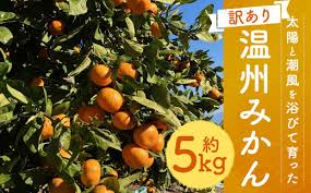 訳あり】 太陽と潮風を浴びて育った 長崎県時津町産 温州みかん ...