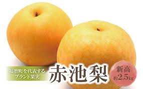 U18-36 【先行予約！】 赤池梨（新高）約2.5kg 「9月下旬～10月 ...
