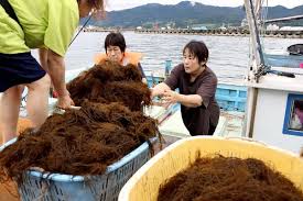 輪島伝統の海女漁が再開、港の掘り下げ進み実現…アワビやサザエ ...