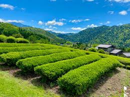 南木曽町 田立地区の手摘みのお茶