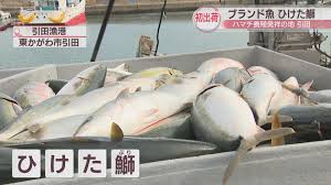 ハマチ養殖発祥の地・東かがわ市引田で「ひけた鰤」の出荷始まる ...