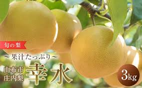 旬の梨 幸水 3kg 庄内梨 大塚梨園＜2024年8月中旬以降発送 ...