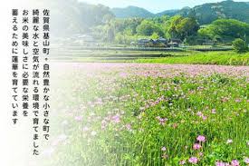 楽天市場】【ふるさと納税】【令和6年新米・先行受付】ひの ...