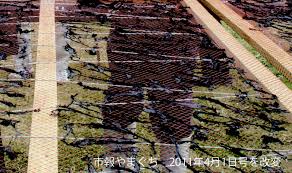 Seaweed Research Journal 海藻研究ジャーナル : 山口湾で養殖 ...