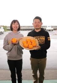 今週は周防大島町でせとみ（ゆめほっぺ）の調査をします ...